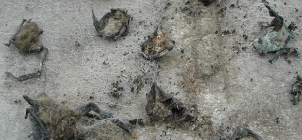 More than 300 bats have died in Breathable Roofing Membranes 