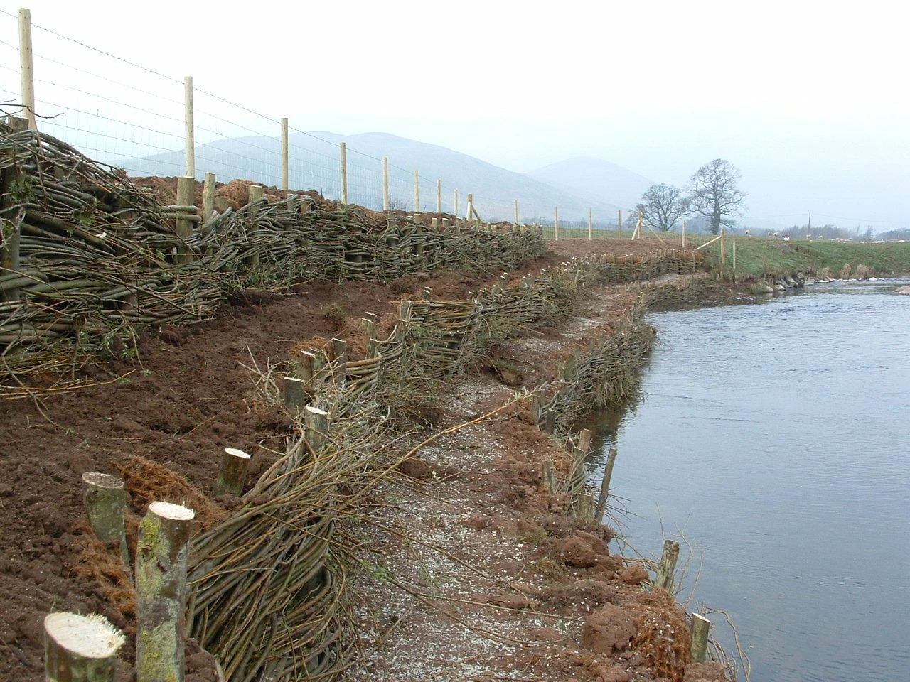 Willow spiling