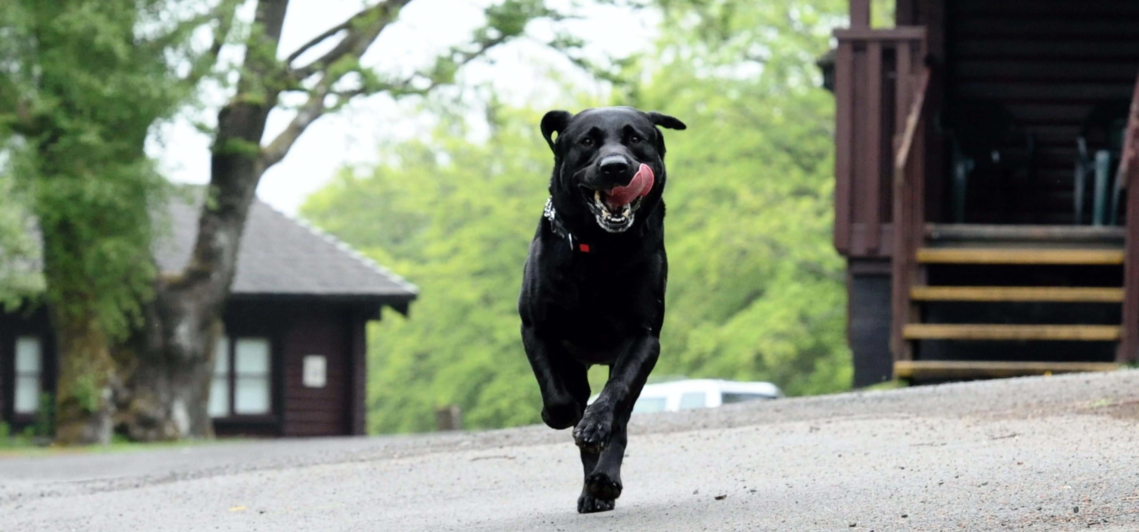 Harvey the dog launching the new 'dog friendly' category in North East Tourism Awards leaplish Water