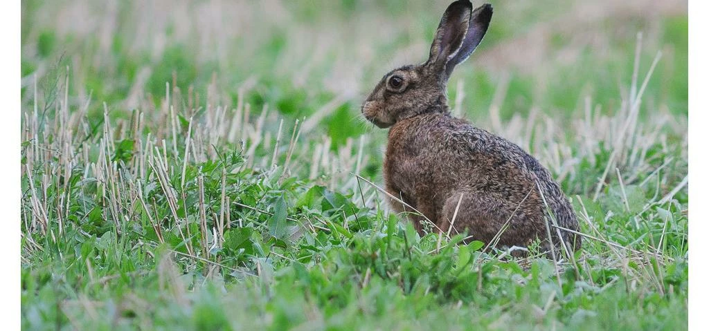 Hare - Haas