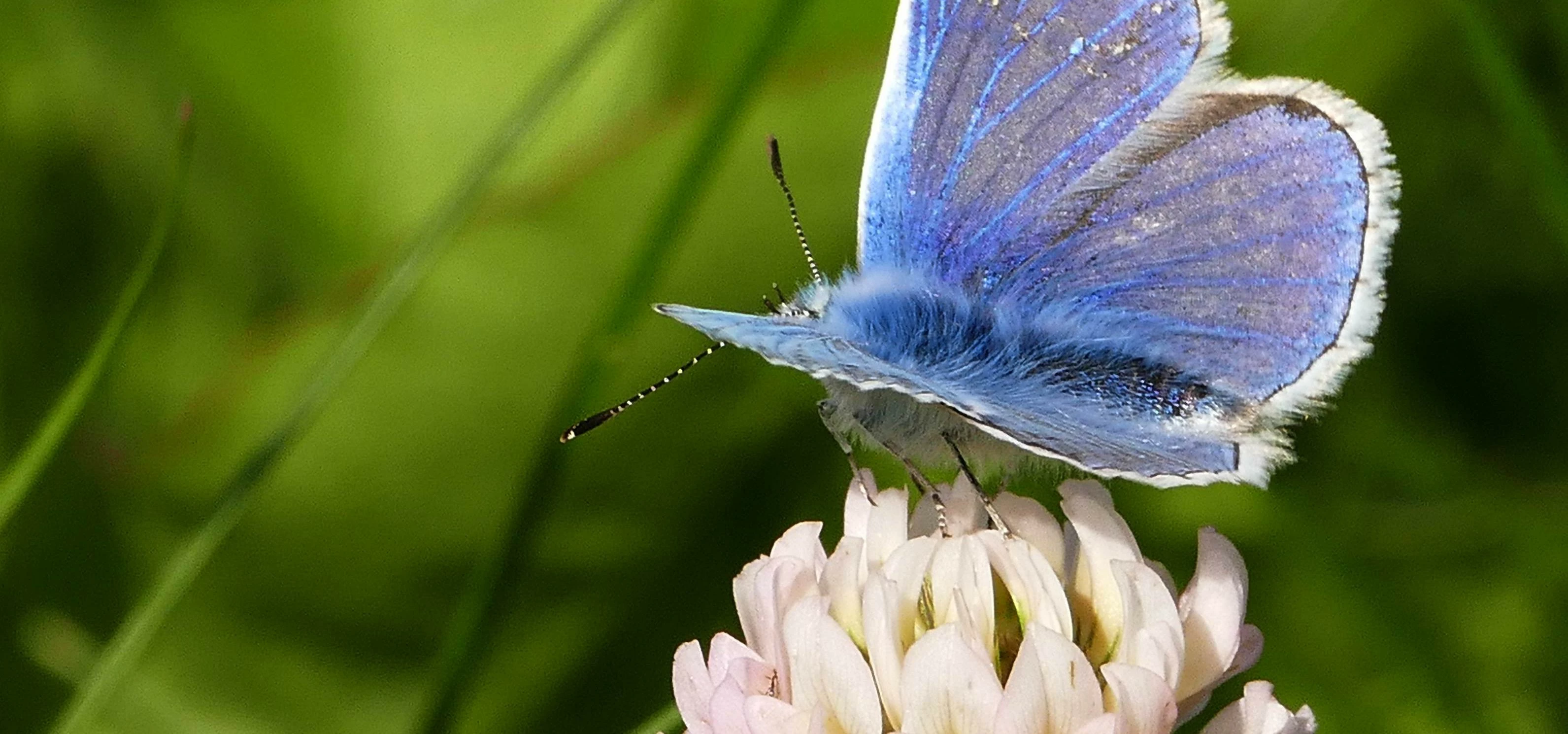 A blue butterfly on clover at Hagges Wood