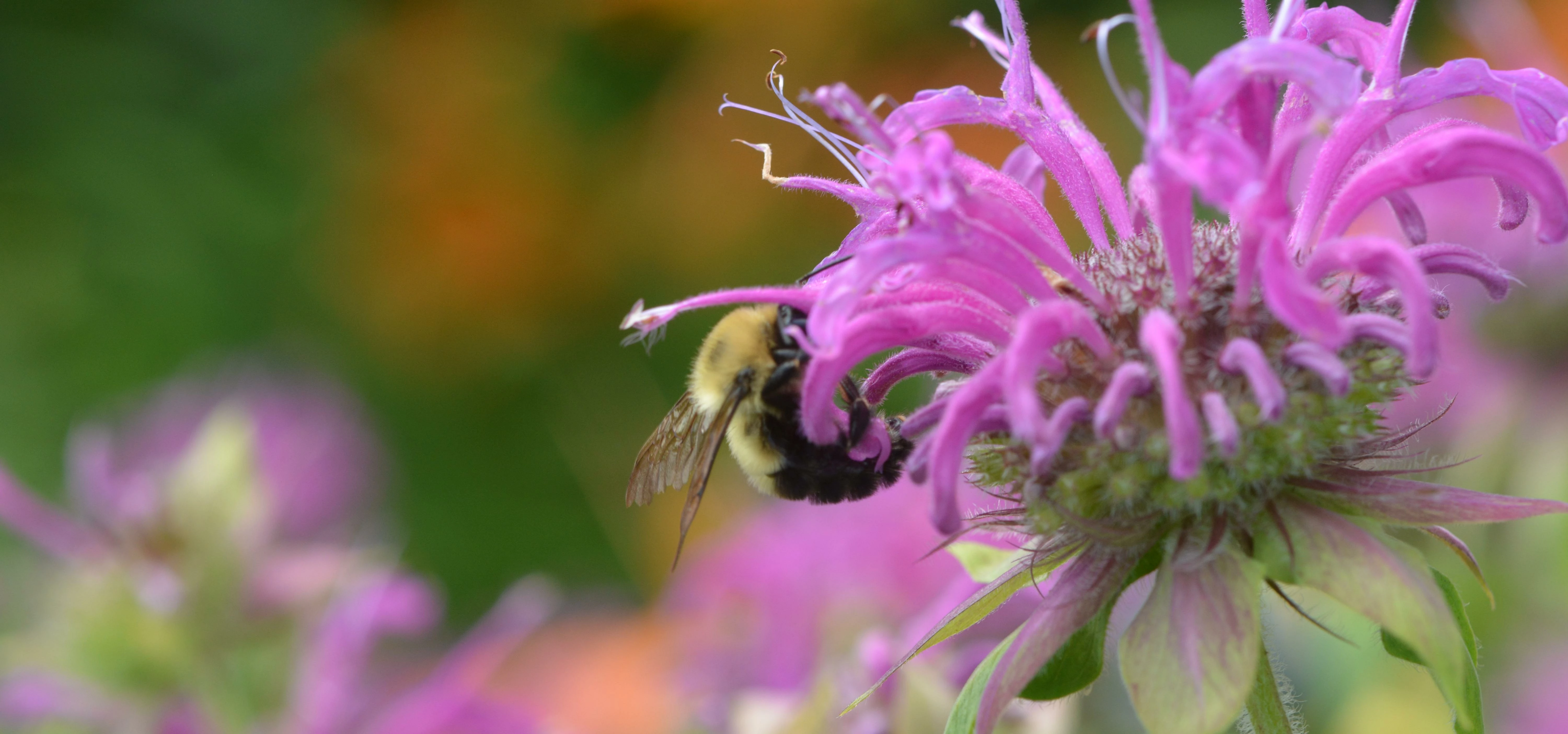 Bumble bee and bee balm