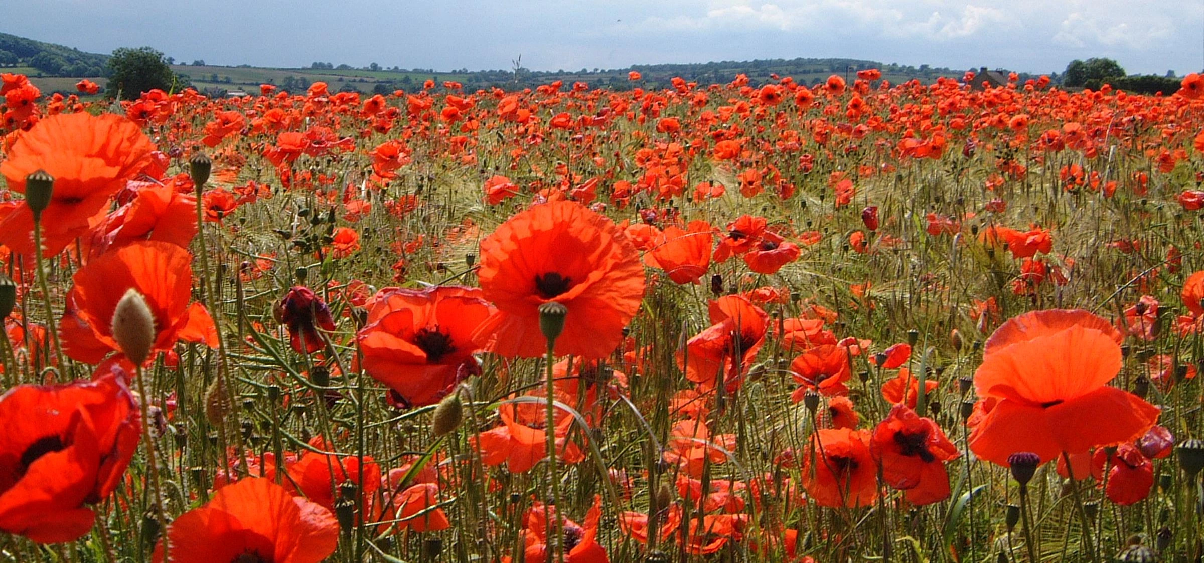 Royal British Legion