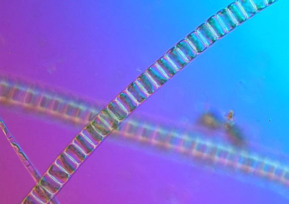 Algae Microscopy07