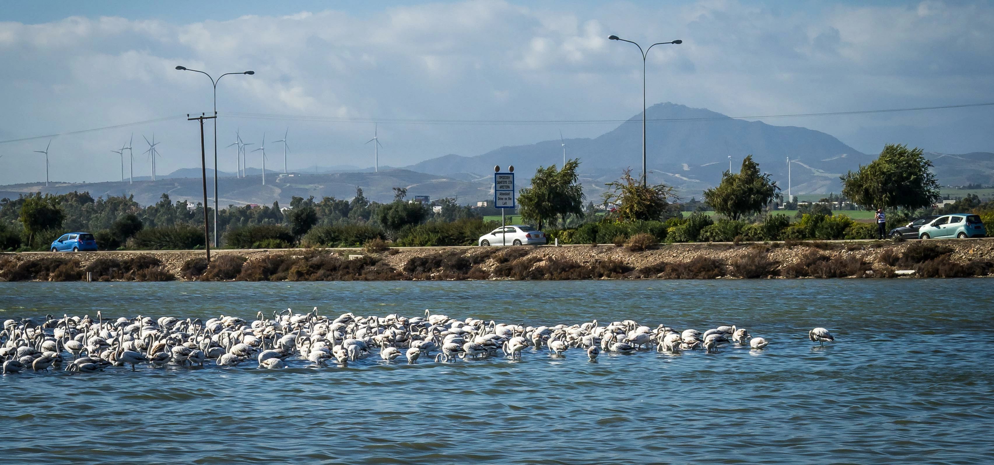 Flamingos in Larnaca