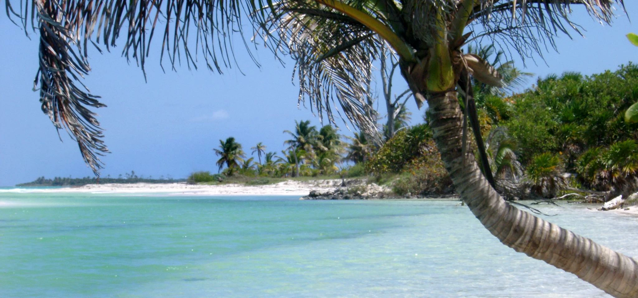 Idyllic tropical beach and palm tree