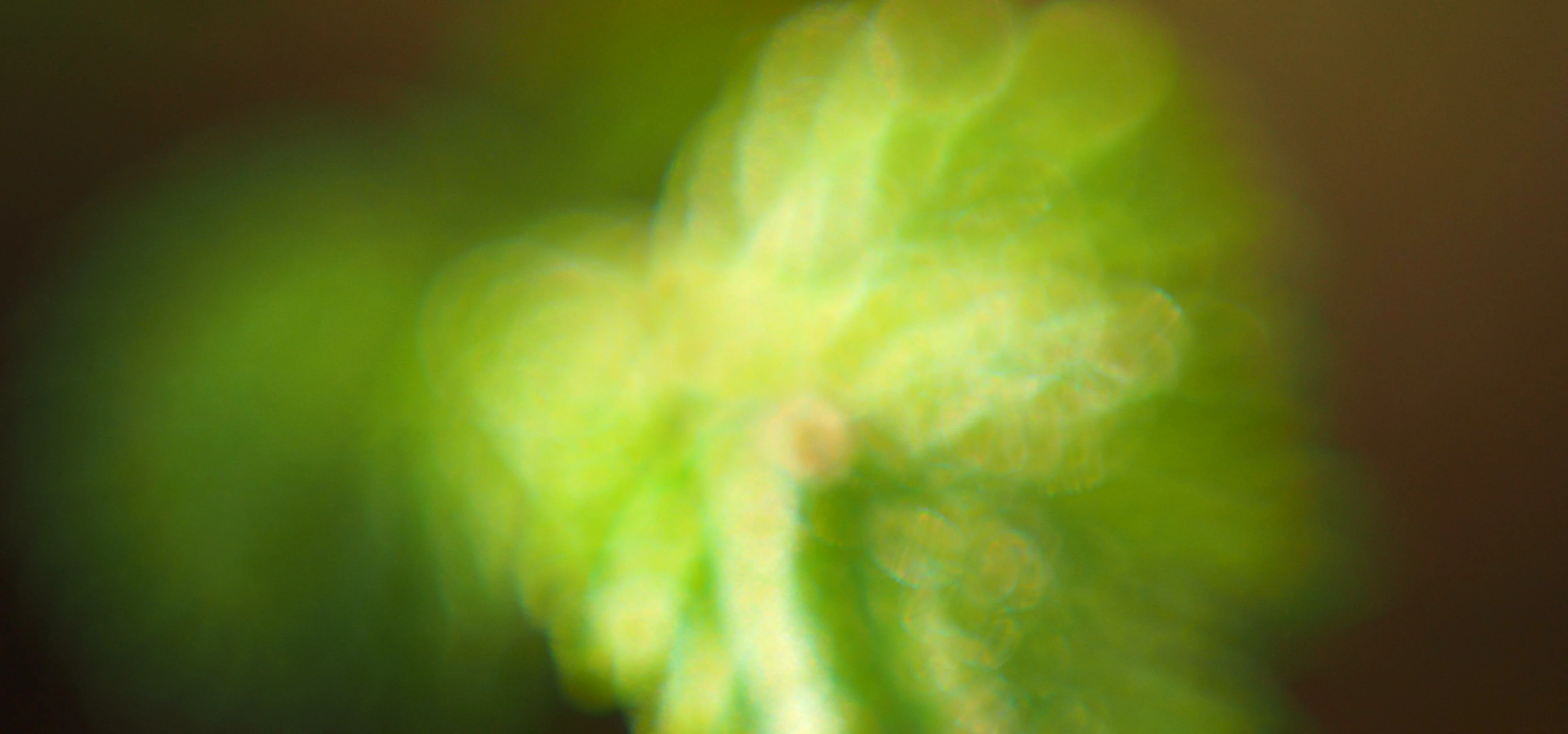 Raspberry leaf blur