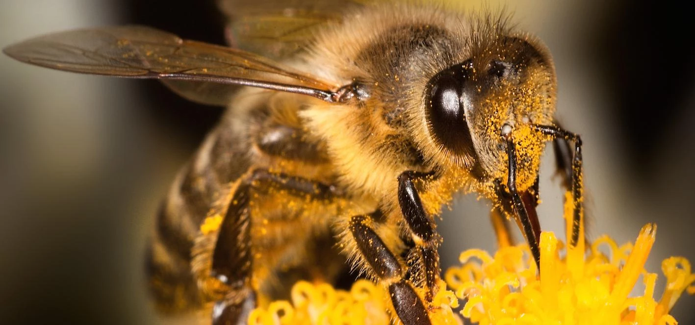 BeeConnected - how digital connectivity is saving the nation's bees