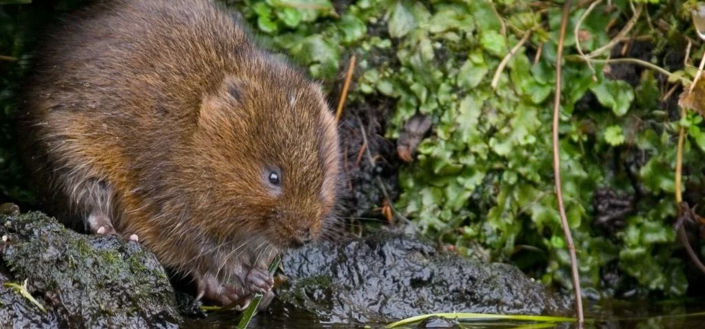 Water vole photo Tom Marshall