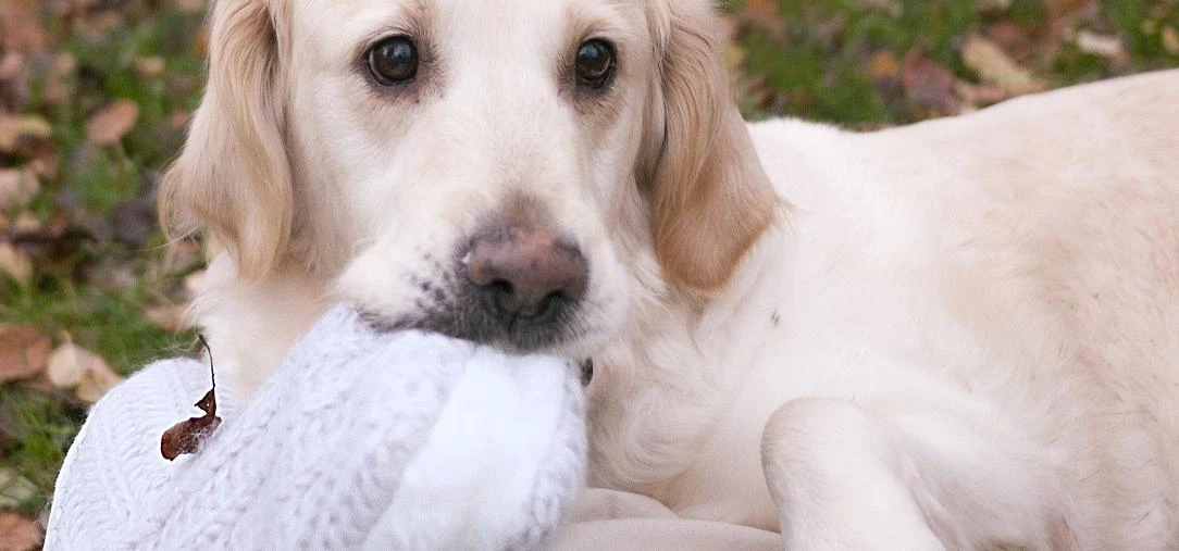 Rescue dog Freya with her LazyDogz slippers