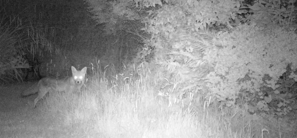 Fox in back garden in West Monkseaton