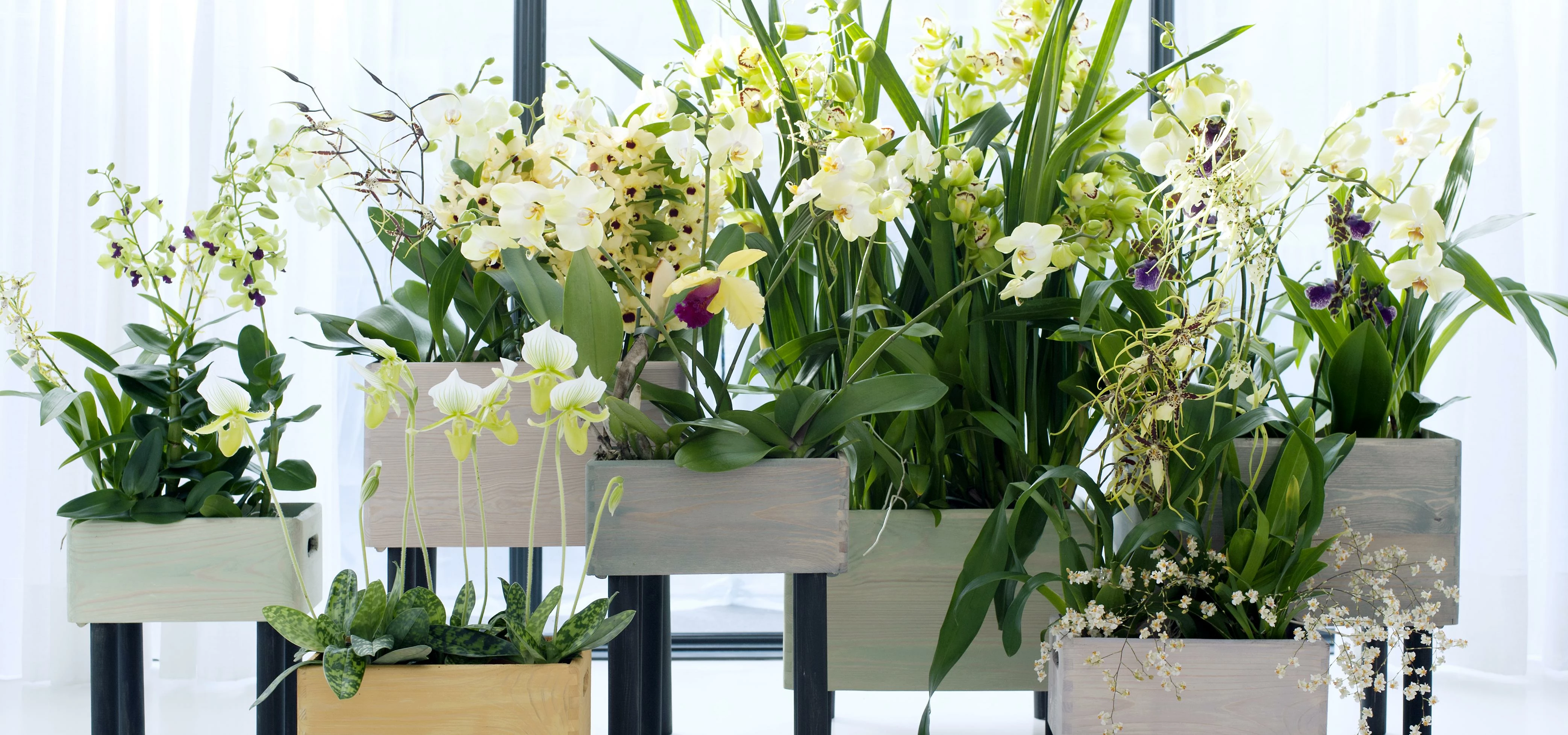 Weber Shandwick Manchester blooms with Orchid win