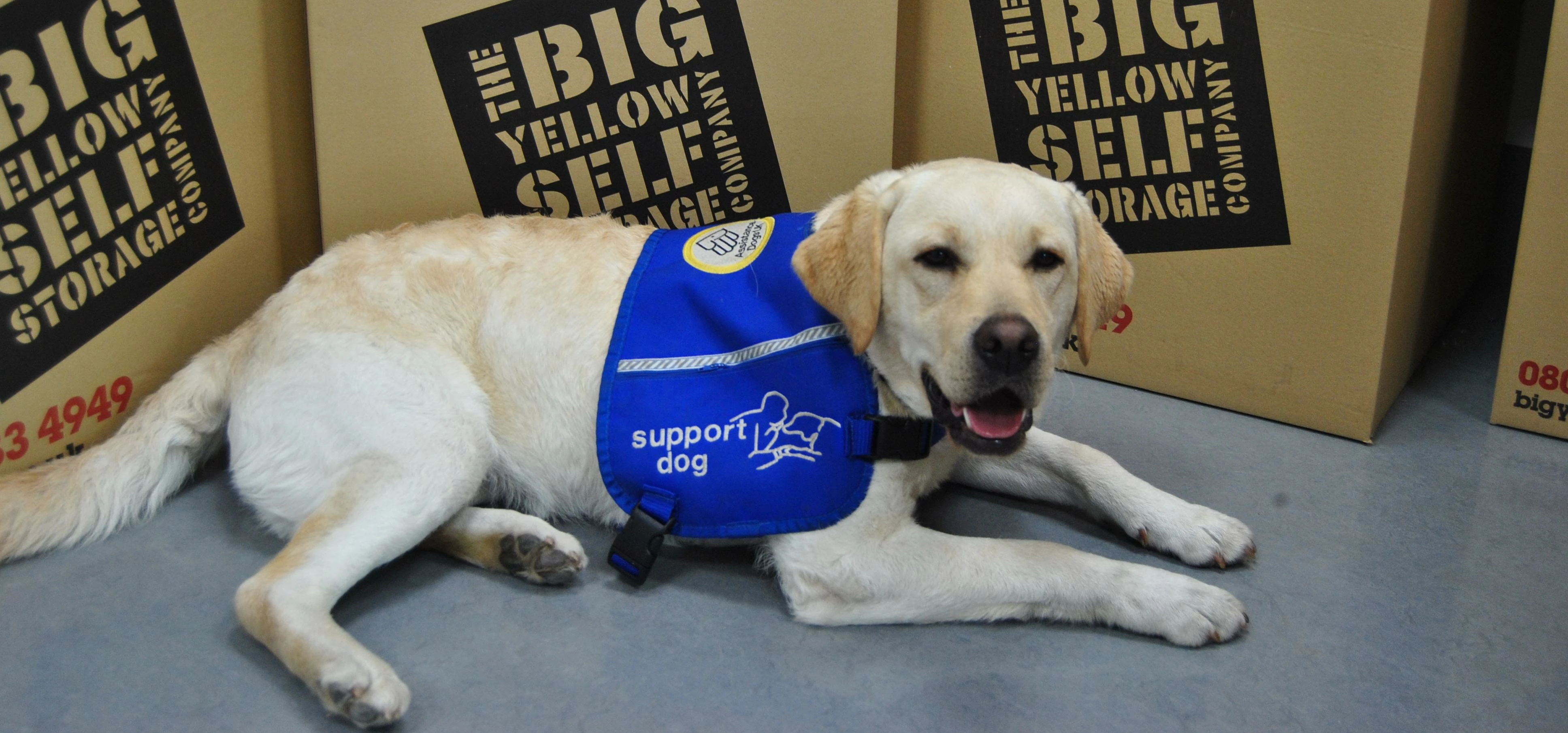 Labradors Ivy and Jazz visited the Big Yellow Hillsborough centre to thank them as part of Assistanc
