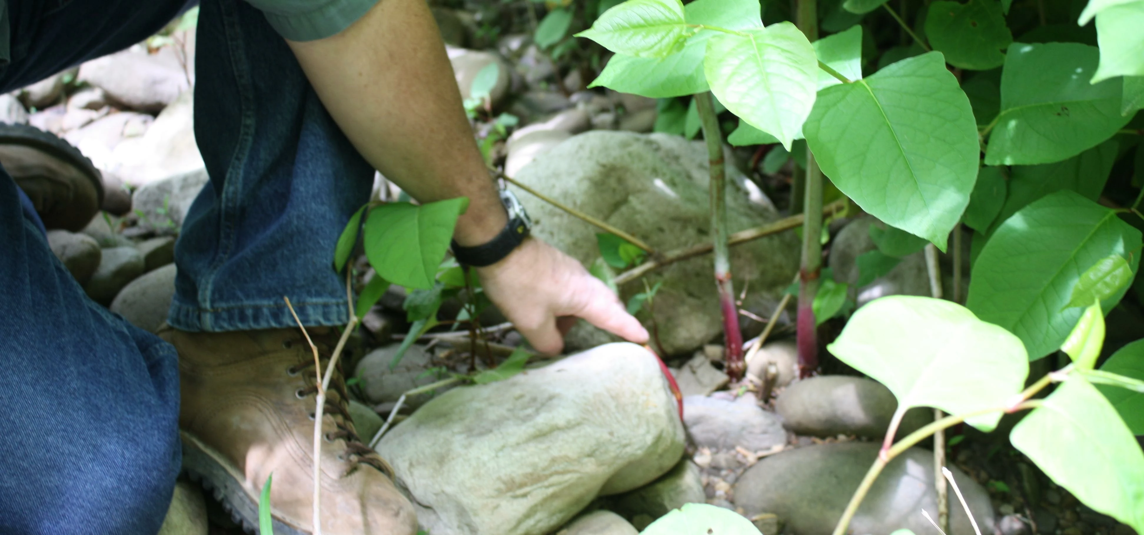 Expansion of Japanese Knotweed