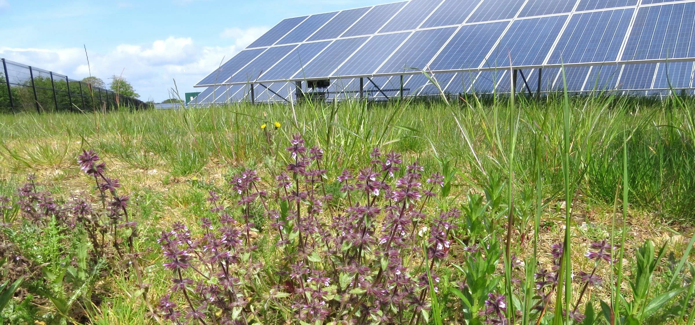 Solar farm biodiversity