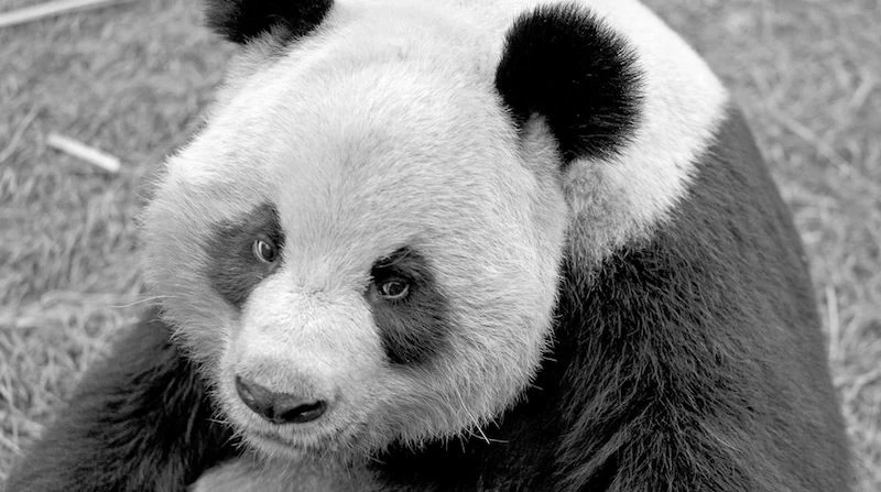 Pandas!! (GIANT PANDA/WOLONG/SICHUAN/CHINA)