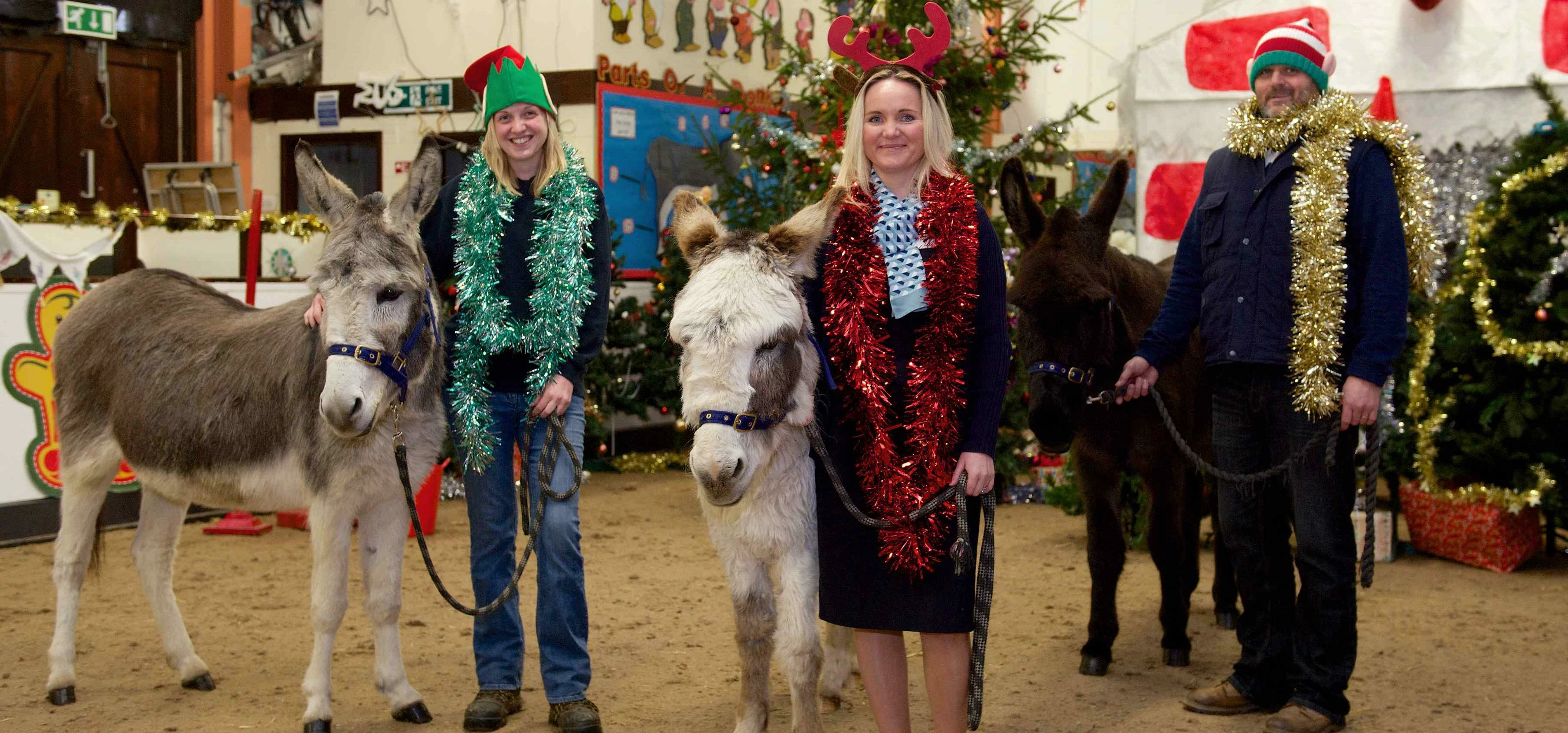 The Donkey Sanctuary in Eccup