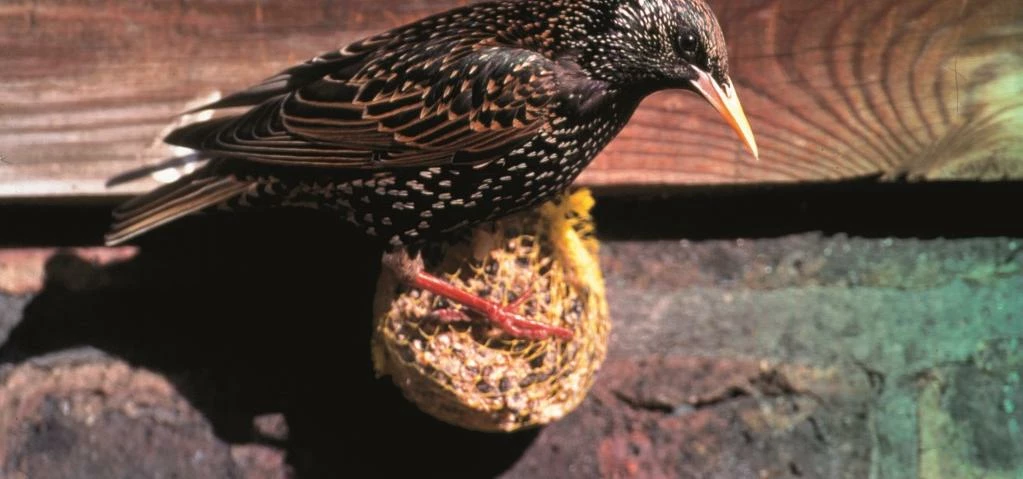 Starling photo Allan Potts