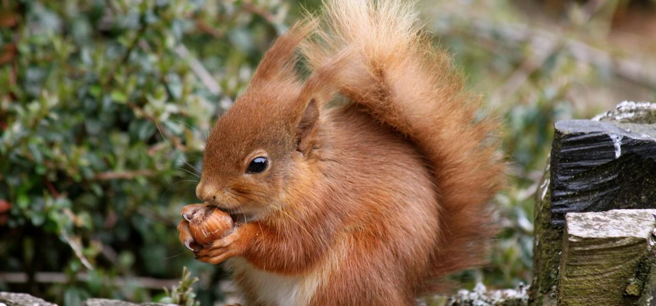 Young squirrel, photo David Jones