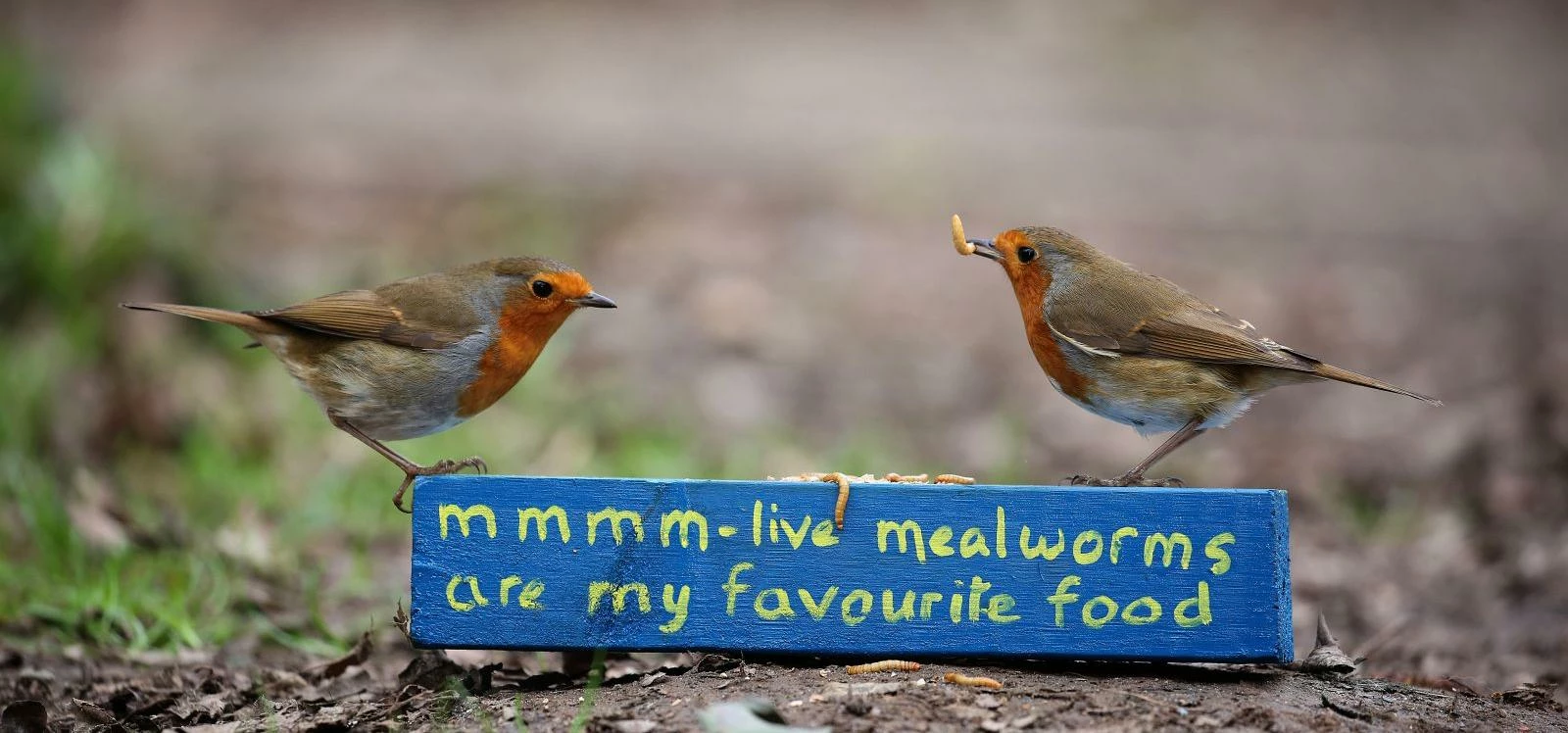 Robins and mealworms cpt Vine House Farm