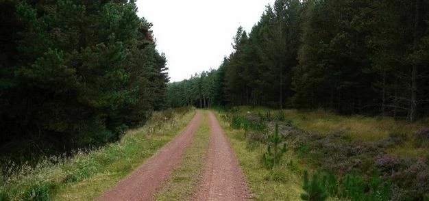 Forest track, Northumberland