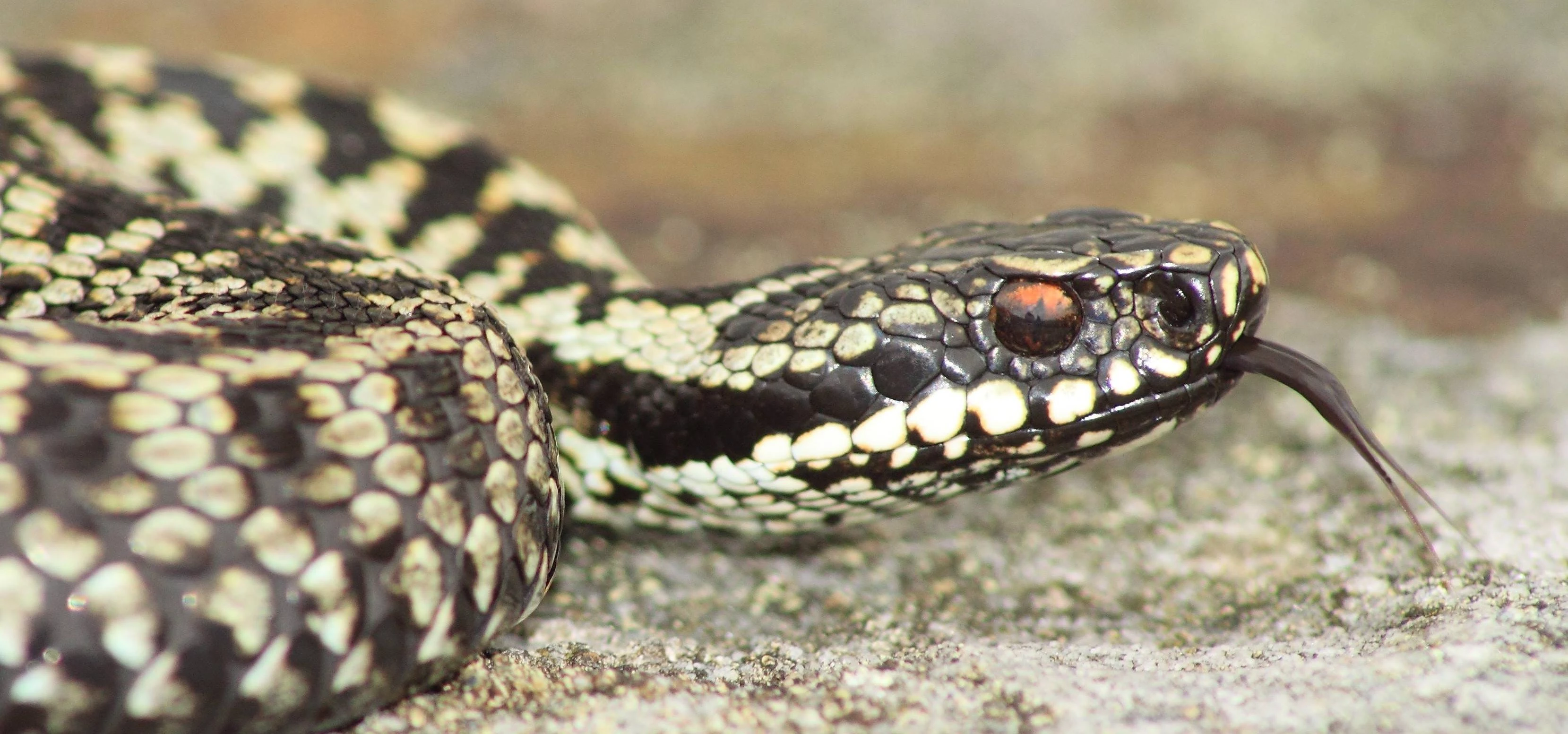 2.	Adder: one of this year’s entries, photo Paul Finlay