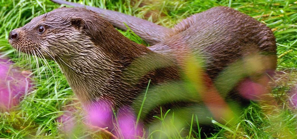 Northumberland otter through the balsam, photo Kevin O’Hara