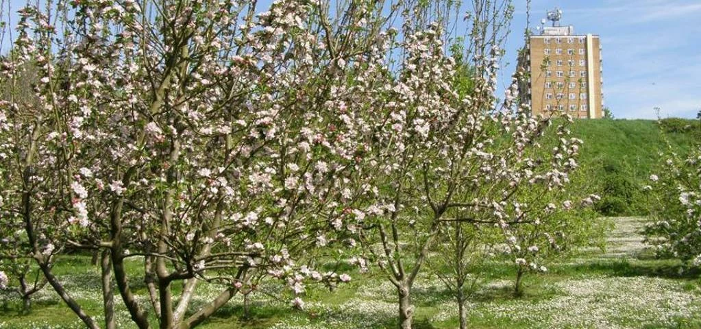 Penhill Orchard
