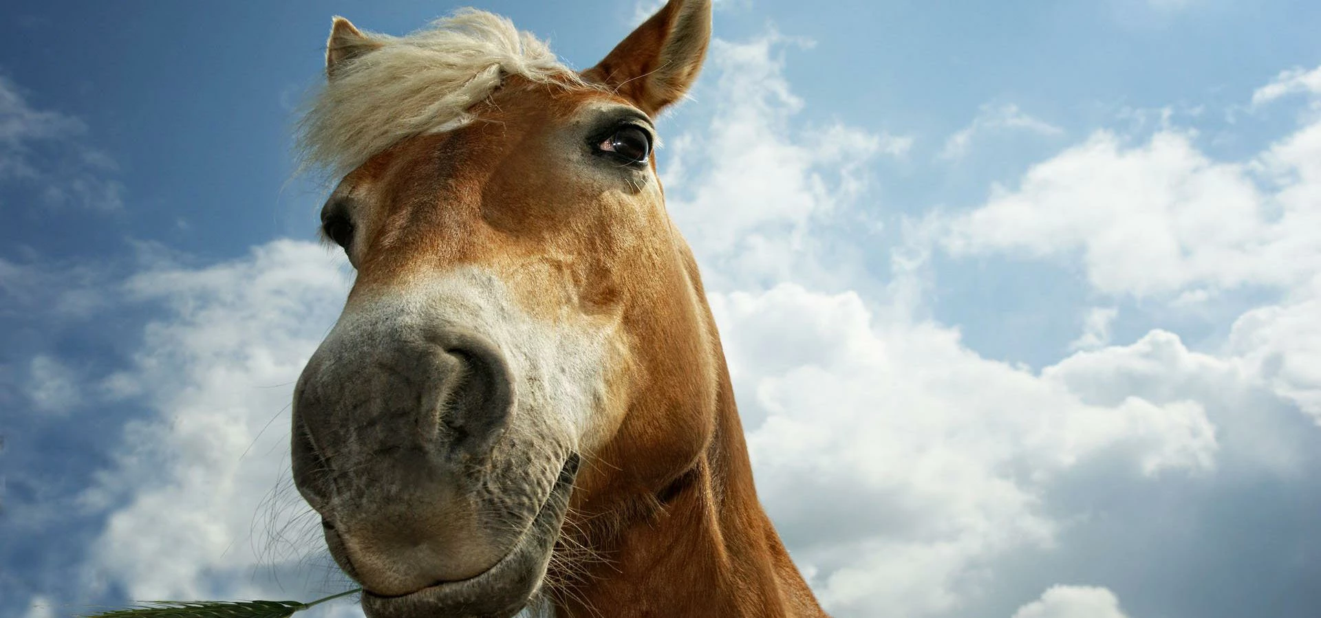 Beware - This stalking horse can seriously unseat your sales efforts!