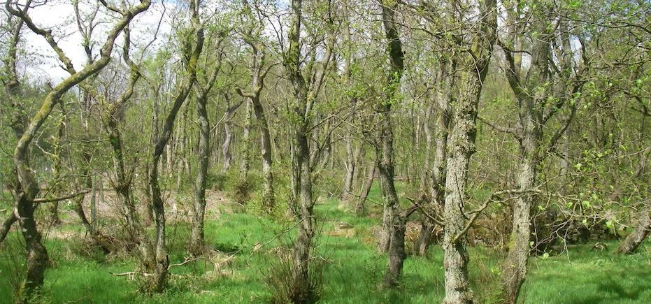 Ancient woodland; High Wood in Timble, North Yorkshire. 