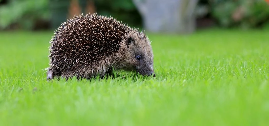 Hedgehog photo Tom Marshall
