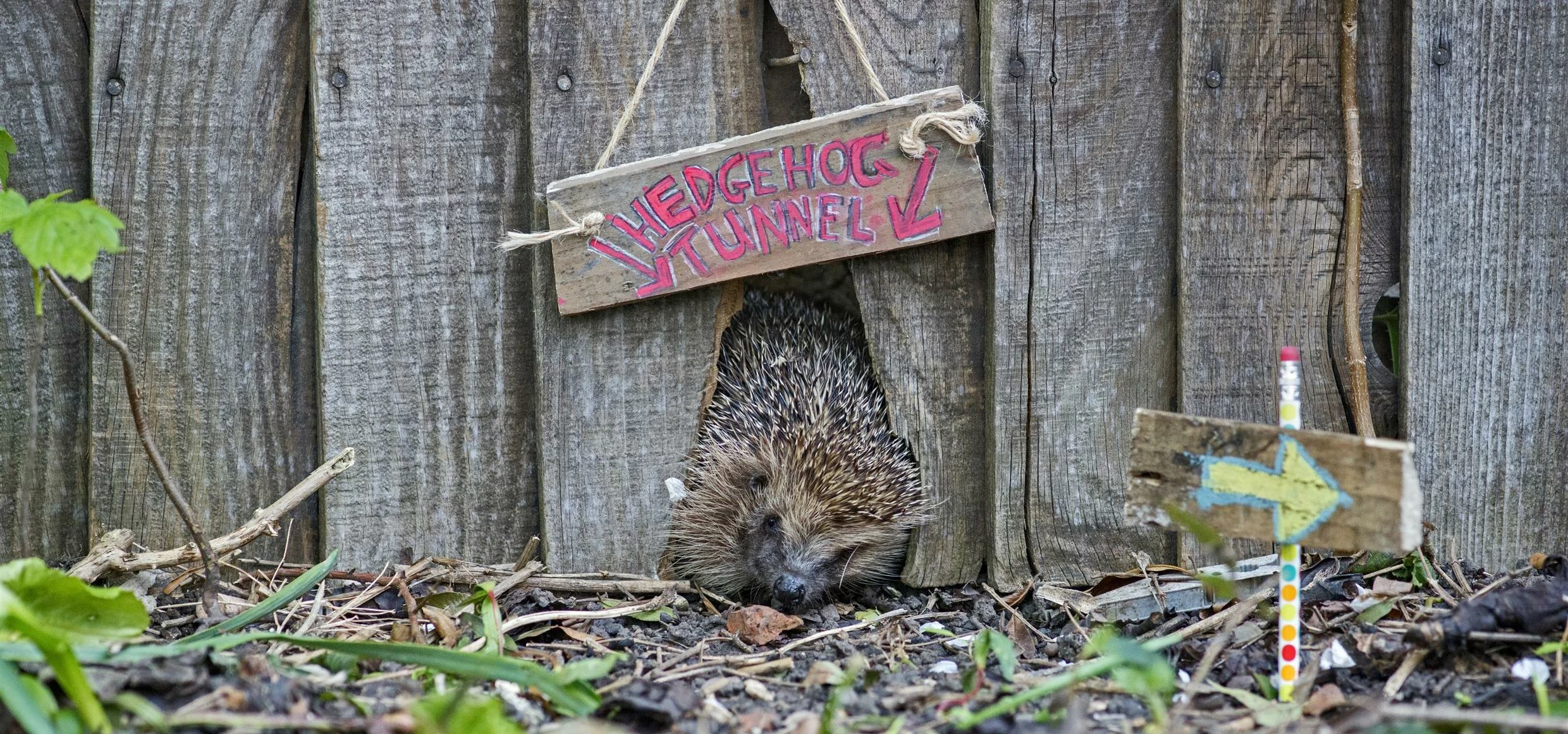 Your garden can become a haven for wildlife this winter with just a few simple changes