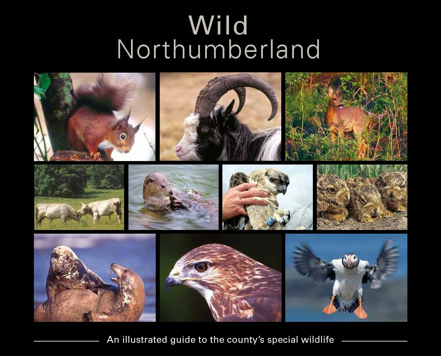 Wild Northumberland