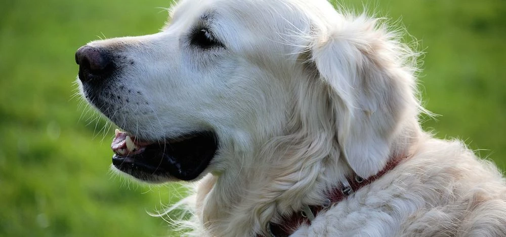 Pets at Home’s services business saw the biggest like-for-like revenue increase