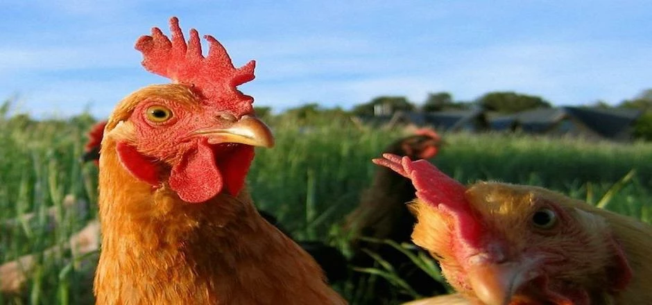 Ashkan develops and manufactures nutritional supplements for animal health.