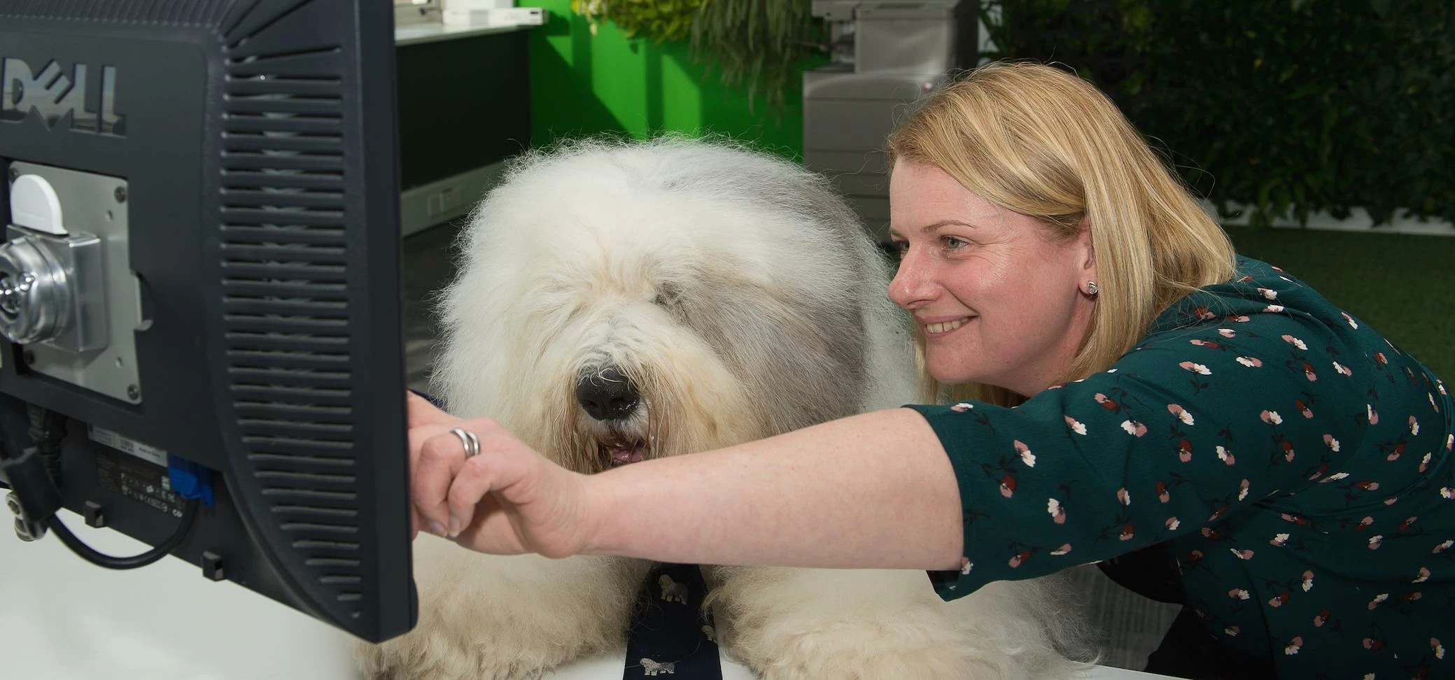 Dulux Decorator Centre Dog