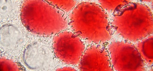 Red geranium petal cells