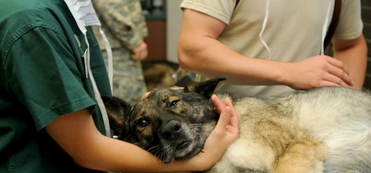 Animal medicine manufacturer Dechra Pharmaceuticals expanded into new territories during the year.