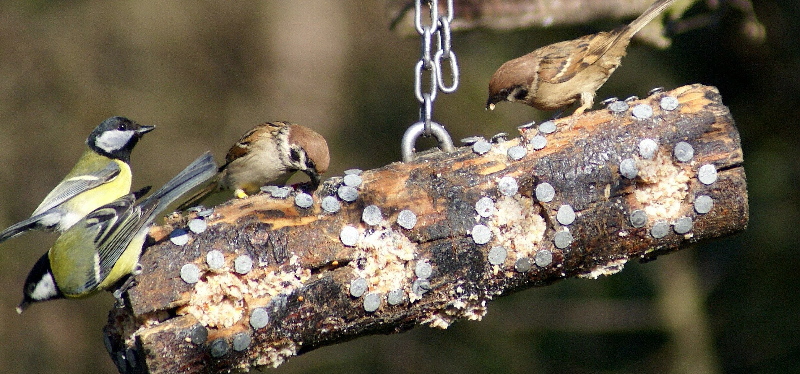 Barratt and the RSPB are getting birdwatch ready
