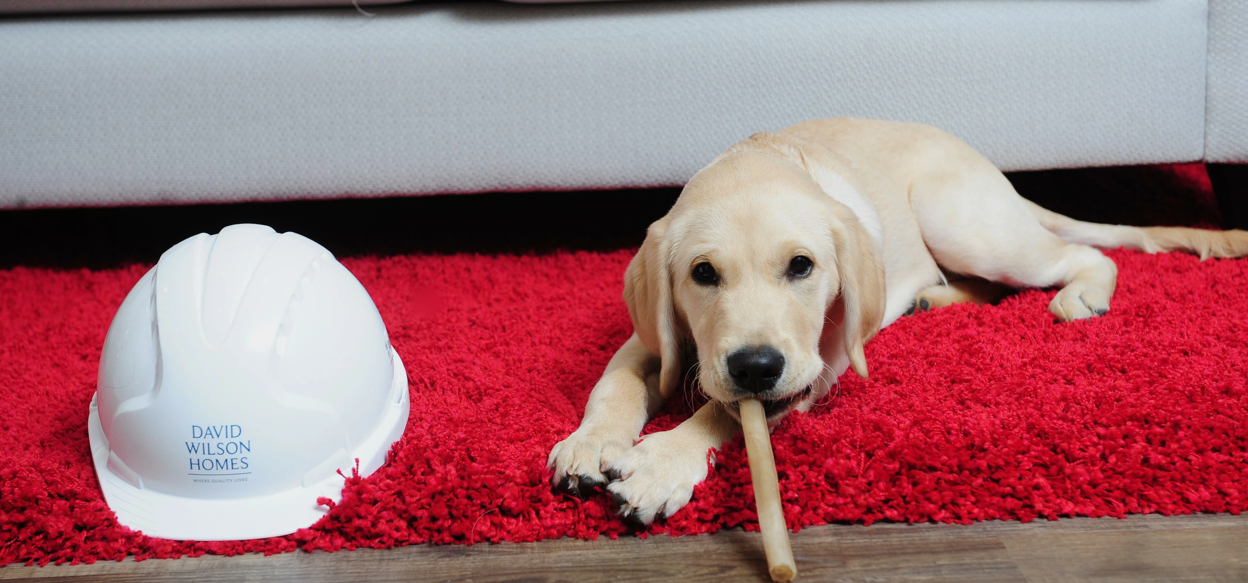David Wilson Homes is supporting the training of a guide dog puppy