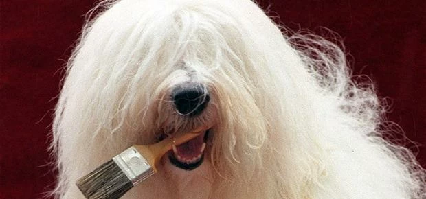 The Dulux Dog