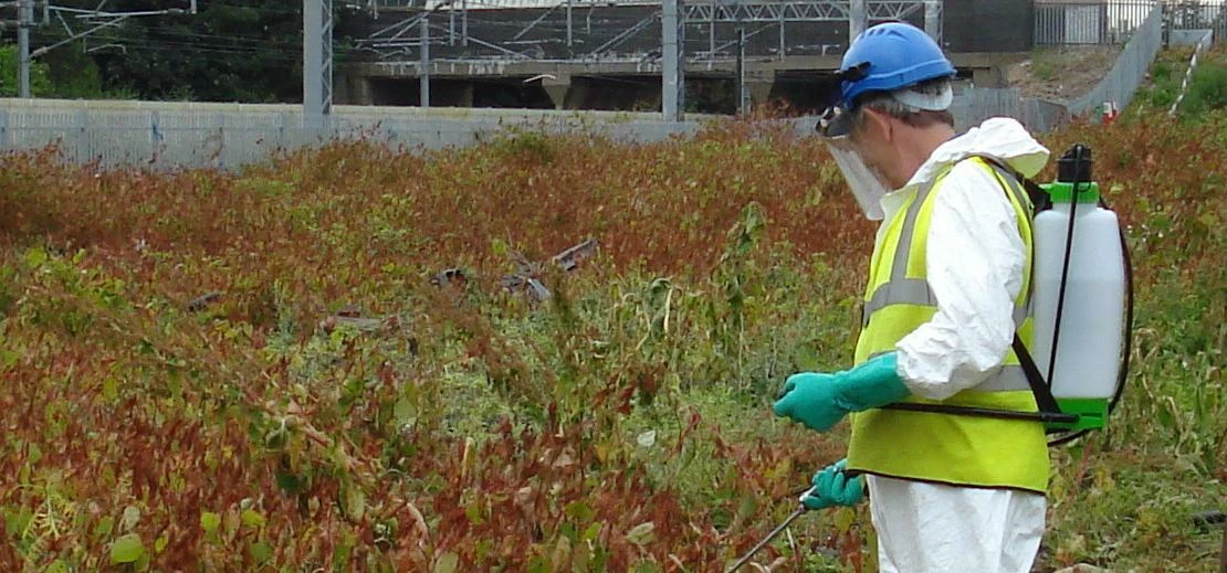 Spraying japanese knotweed with glyphosate