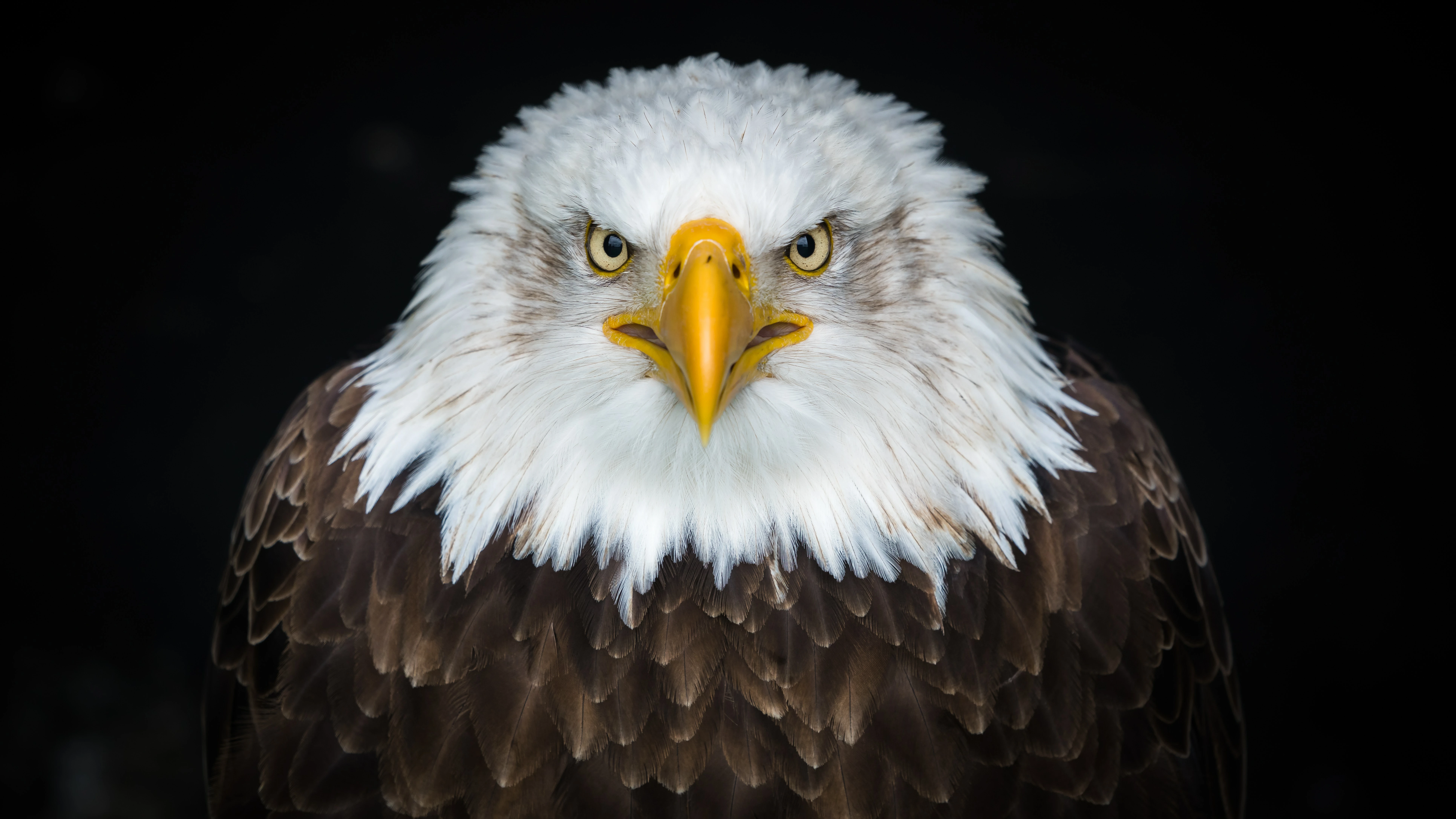 White and brown eagle