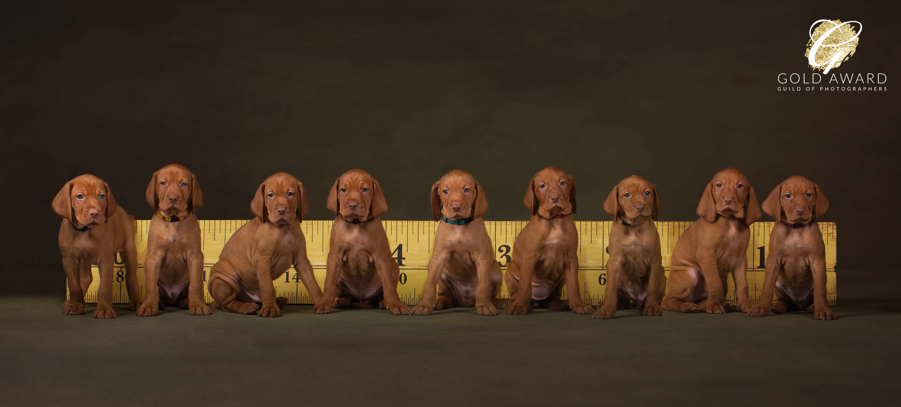 Nine Hungarian Vizsla Puppy Litter