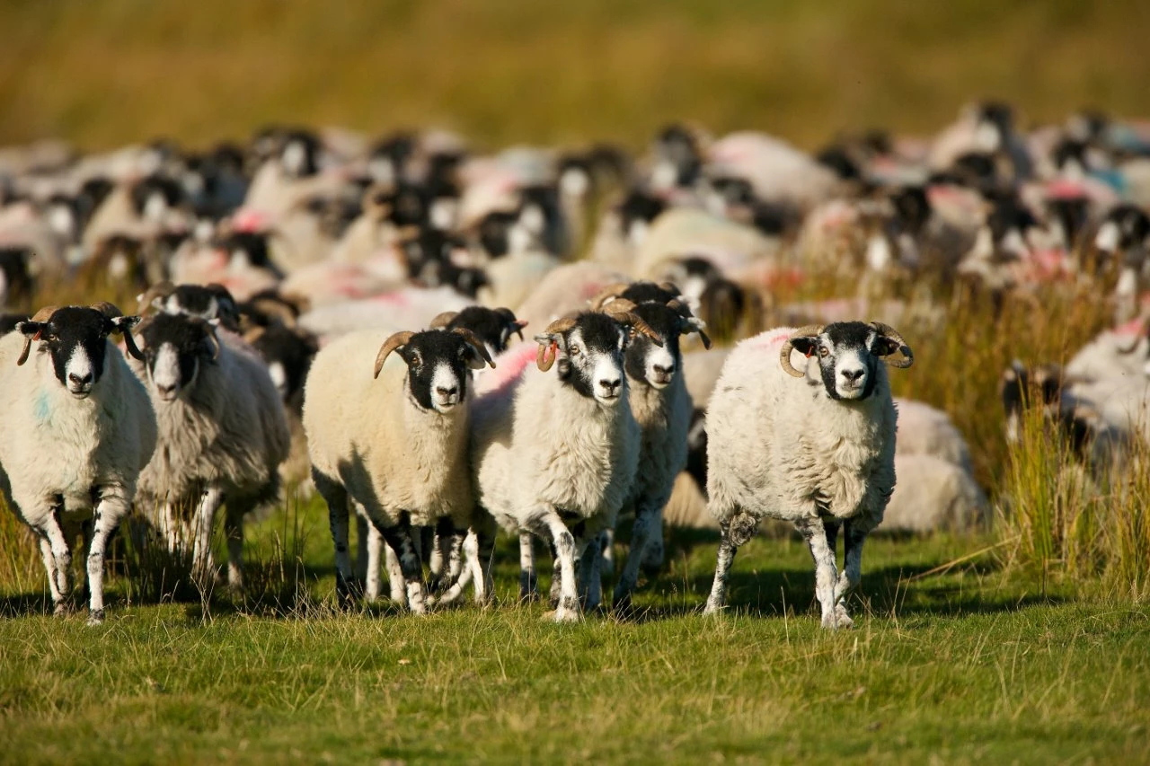 NSA North Sheep Event 2017