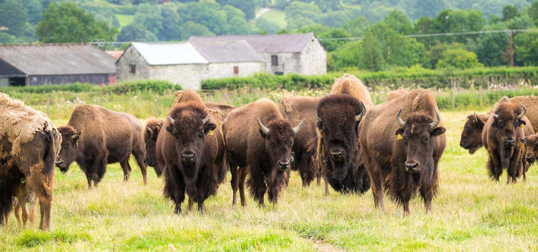 New bison at Rhug Estate 