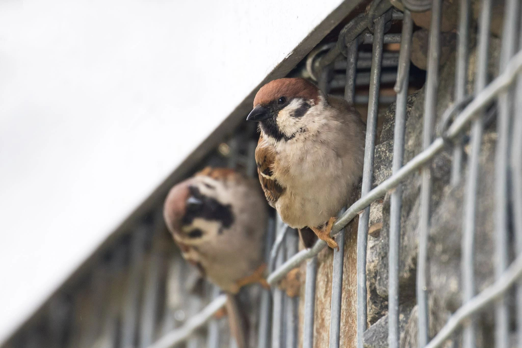 Tree sparrows at Hauxley Wildlife Discovery Centre