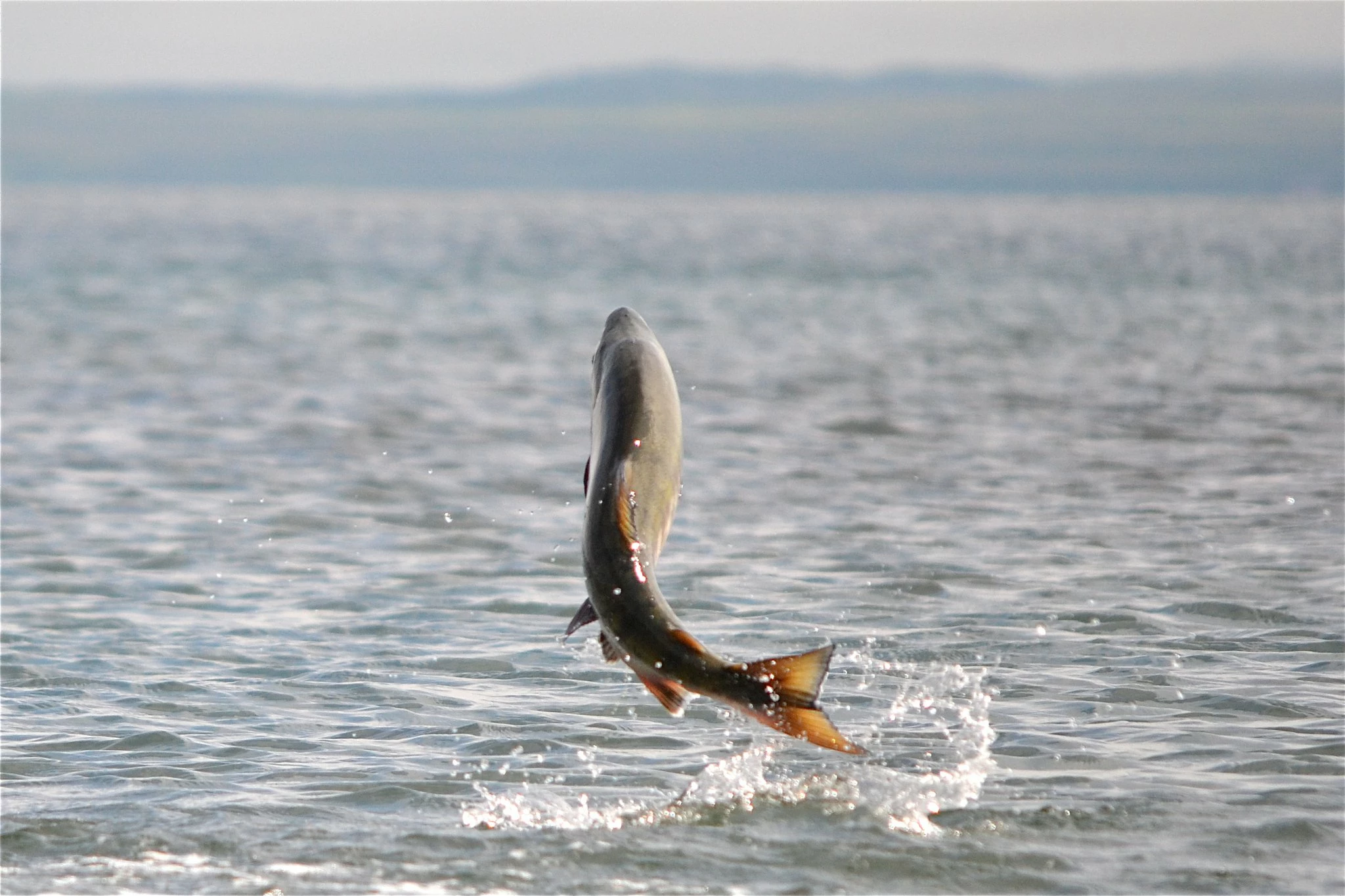 chum salmon leaping