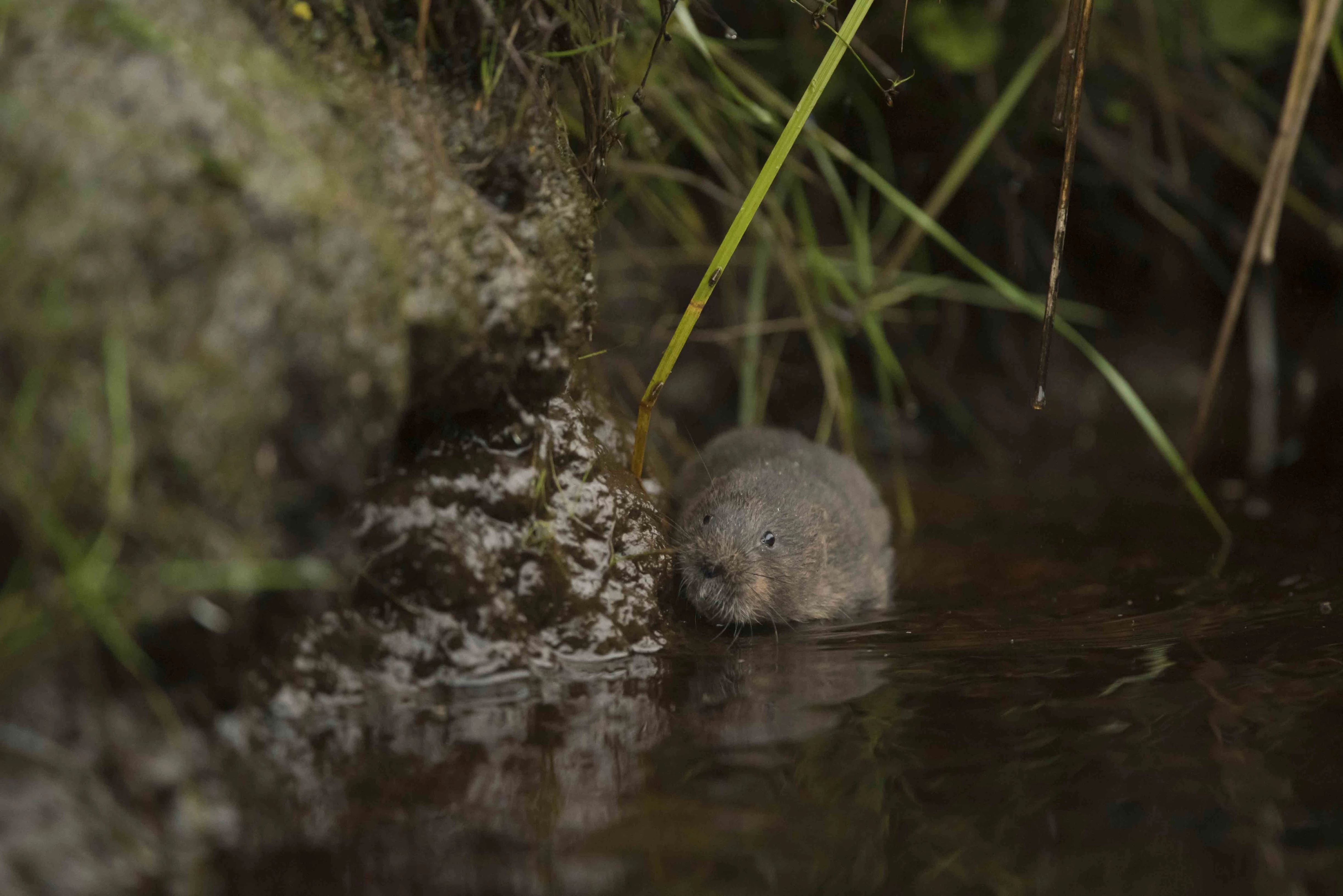 Water vole released into Kielder Forest, August 2017, 