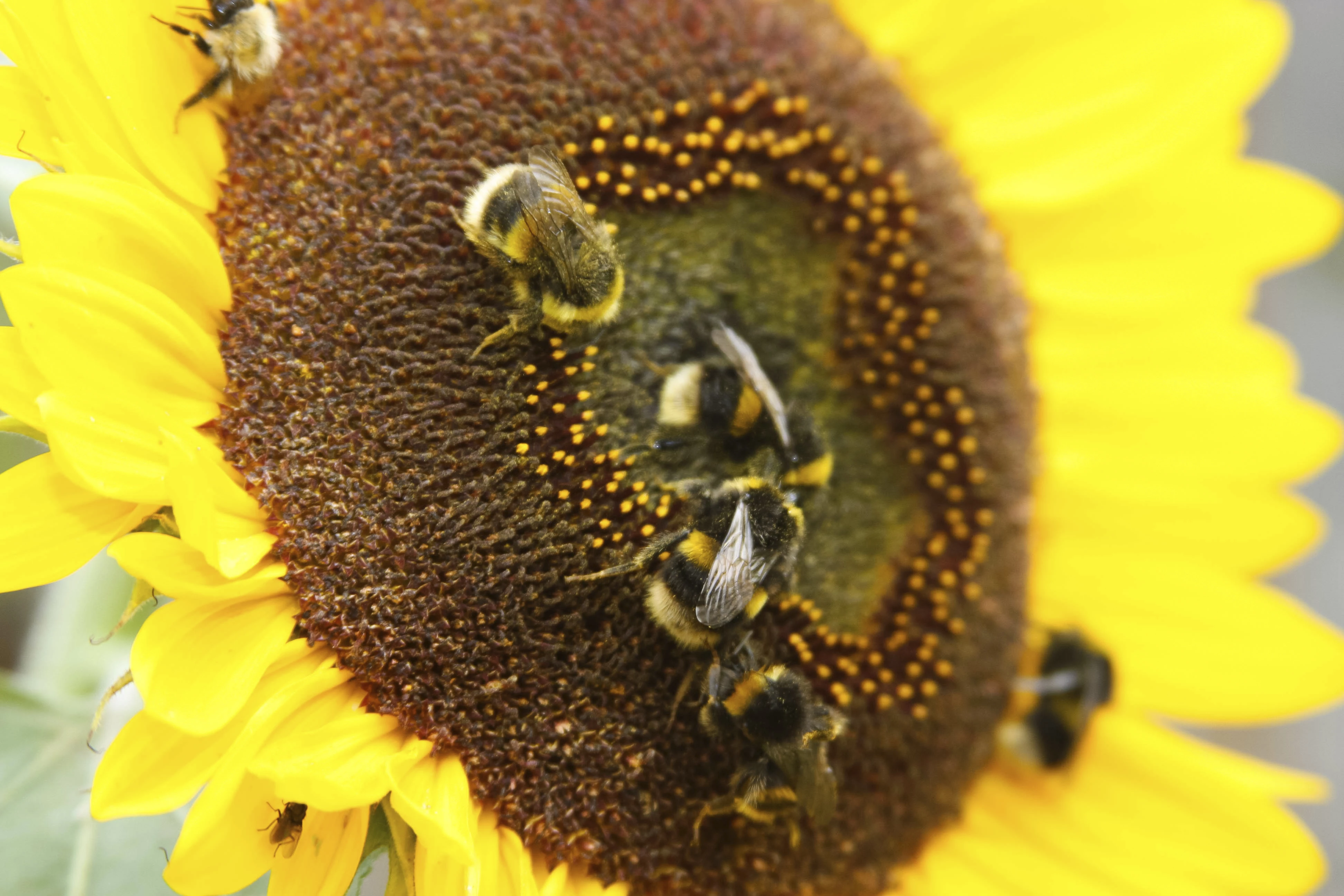 Buff-tailed bumblebees feeding on sunflower
